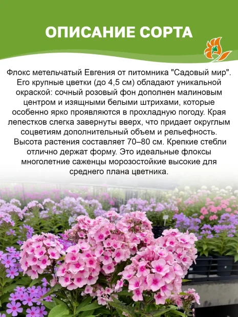 Флокс Евгения 