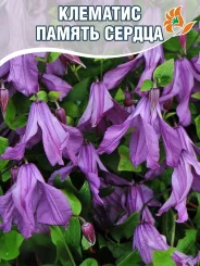 Клематис Память Сердца Клематис Память Сердца