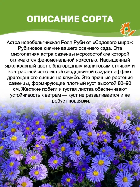 Астра Роял Руби (кустарниковая)