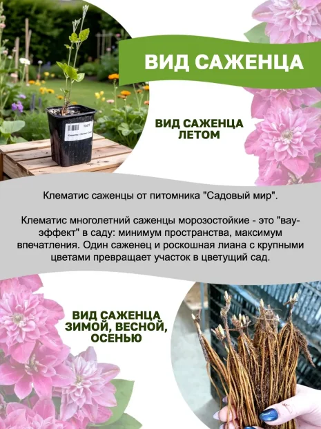 Клематис Тирислунд (крупноцветковый)  саженцы 