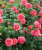 Роза Ди Ди Бриджуотер 