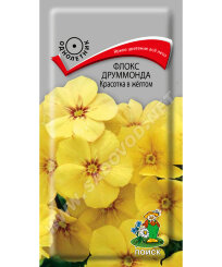 Флокс Красотка в жёлтом (друммонда)
