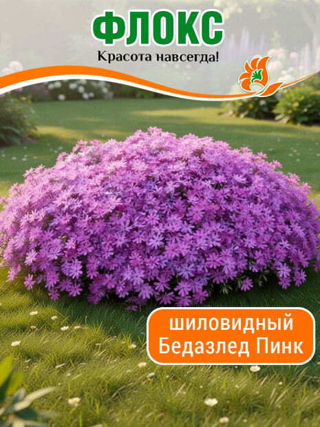 Флокс Бедазлед Пинк, шиловидный