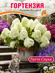 Гортензия Литтл Спуки (метельчатая)