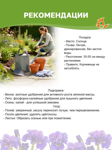 Ирис Магнетизм (сибирский)