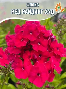 Флокс Ред Райдинг Худ