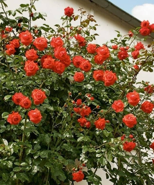 Роза Салита 