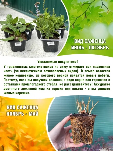 Вероника Роял Кэндлс (колосковая)