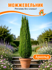 Можжевельник Арнольд
