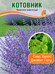 Котовник Сикс Хиллс Джайнт Голд