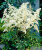 Астильба Дойчланд