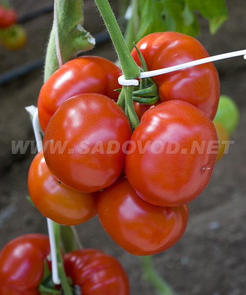 Томат Маргарита Блюз F1 семена 