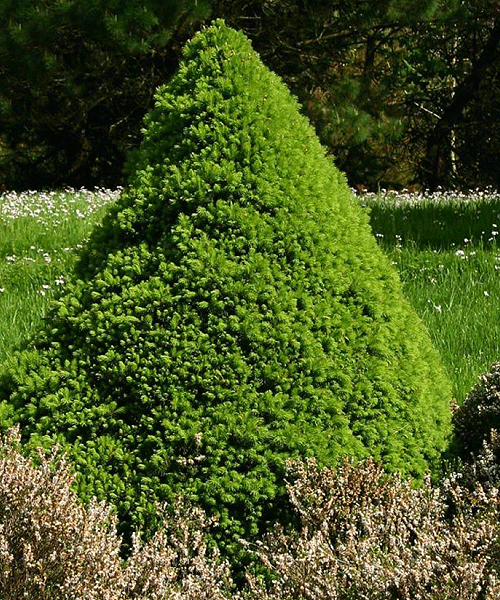Ель Коника (канадская) (осень)