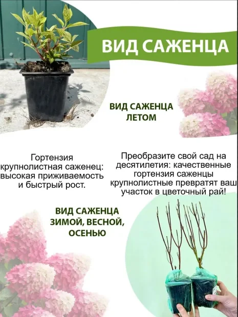 Гортензия Фёст Вайт (крупнолистная) саженцы 
