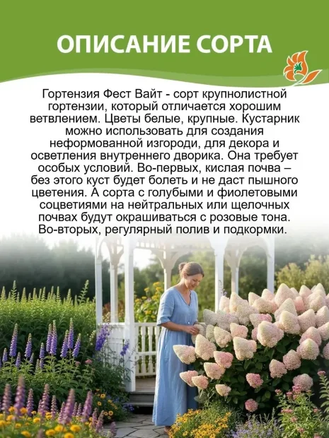 Гортензия Фёст Вайт (крупнолистная) саженцы 