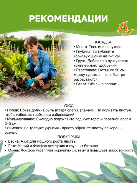 Хоста Колор Глори