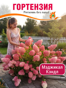 Гортензия Мэджикал Кэндл (метельчатая)