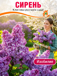 Сирень Изобилие (обыкновенная) Сирень Изобилие (обыкновенная)