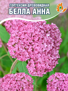 Гортензия Белла Анна (древовидная)