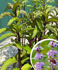 Мята Авенсис (Р9) Мята Авенсис (Р9)