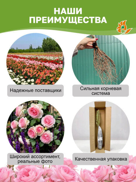 Роза Ла Вилла Котта 