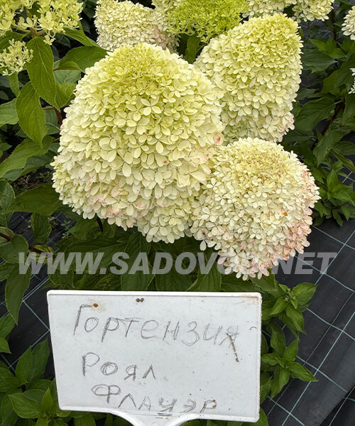 Гортензия Роял Флауэр (метельчатая) саженцы 