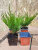 Можжевельник Андорра Компакт (горизонтальный) 