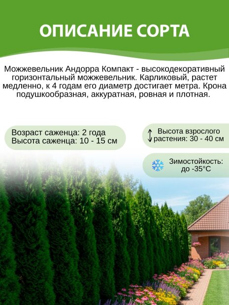Можжевельник Андорра Компакт (горизонтальный) 