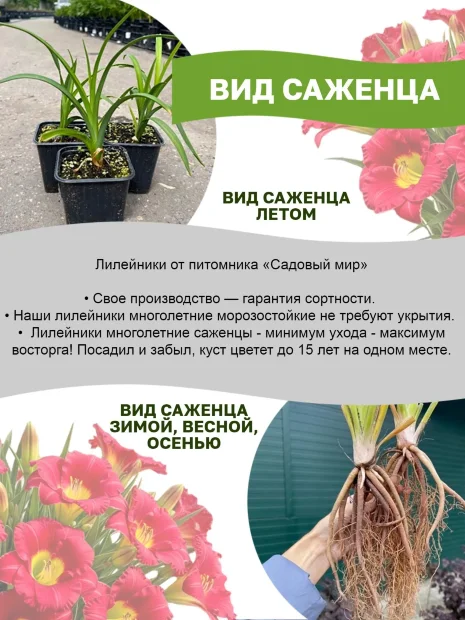 Лилейник Панксатони Фил