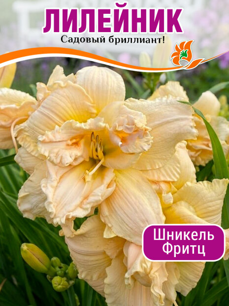 Лилейник Шникель Фритц