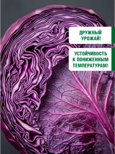 Капуста Красное сердце (краснокочанная) семена 