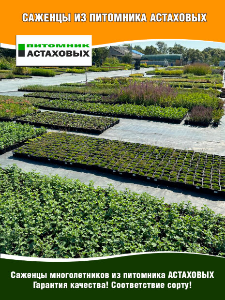 Котовник Кит Кэт, Фассена