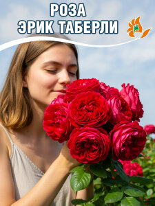 Роза Эрик Таберли
