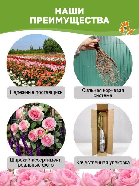 Роза Эрик Таберли