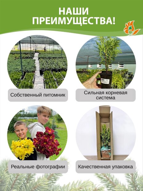 Туя Литтл Джайнт (западная)