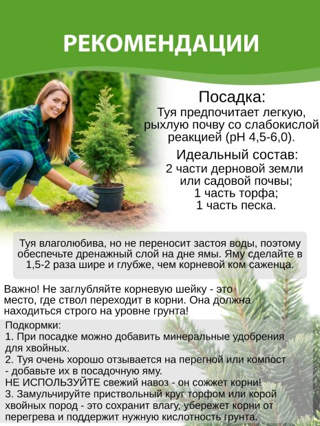 Туя Литтл Джайнт (западная)