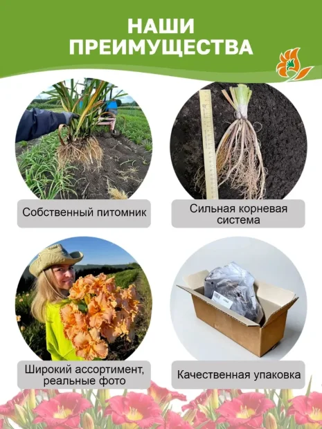 Лилейник Фрути Кисс