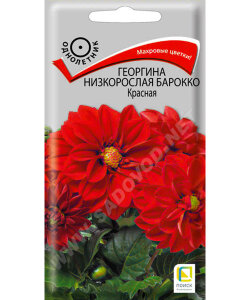 Георгина низкорослая Барокко Красная