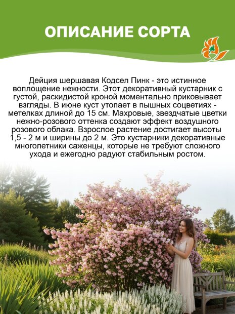 Дейция Кодсэл Пинк (шершавая) саженцы 