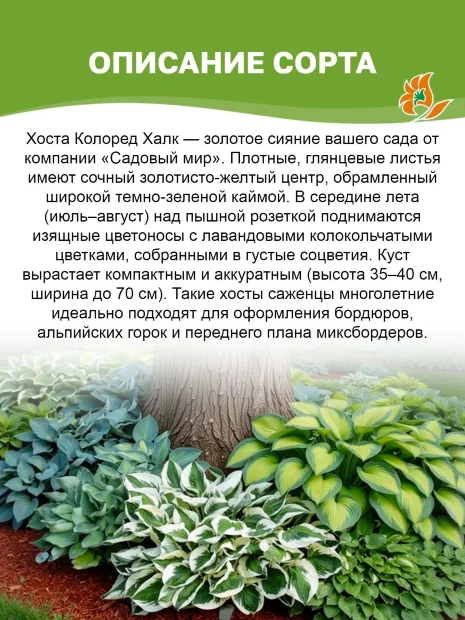 Хоста Колоред Халк (гибридная)