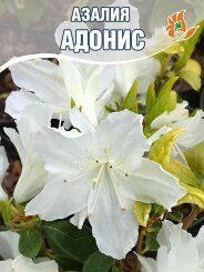 Азалия Адонис