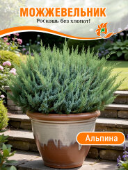 Можжевельник Альпина Можжевельник Альпина