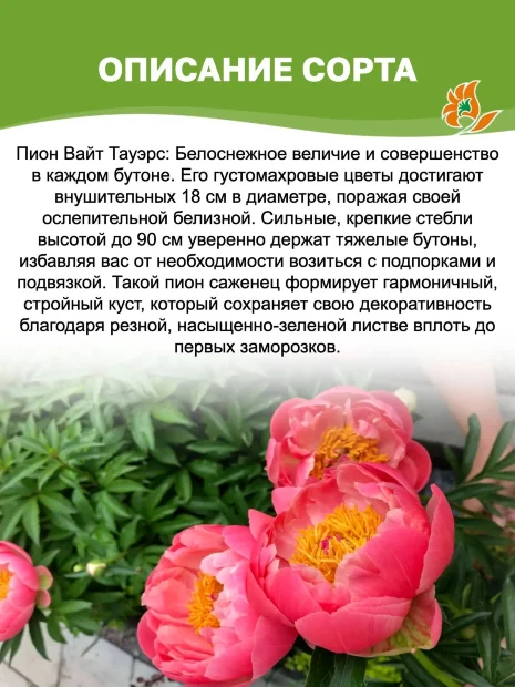 Пион Вайт Тауэрс (травянистый)