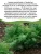 Укроп Борей семена 