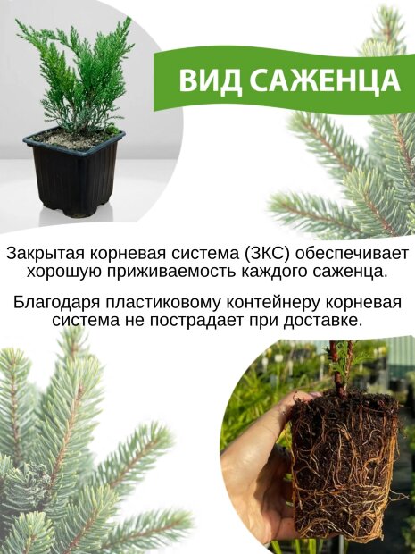 Туя Колумна (западная)