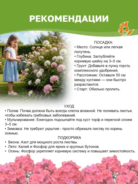 Флокс Всемил