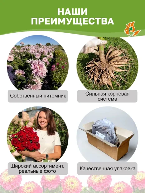 Георгин Бригитта Алида (декоративный)