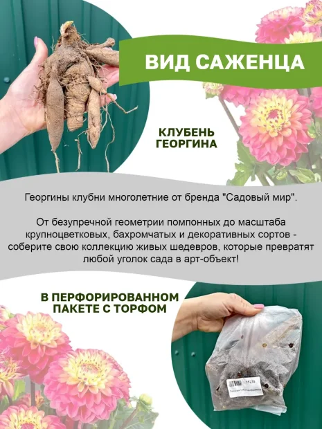 Георгин Бригитта Алида (декоративный)
