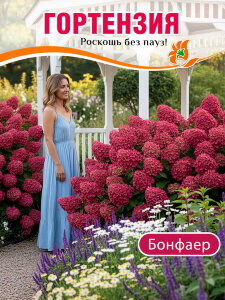 Гортензия Бонфаер (метельчатая)