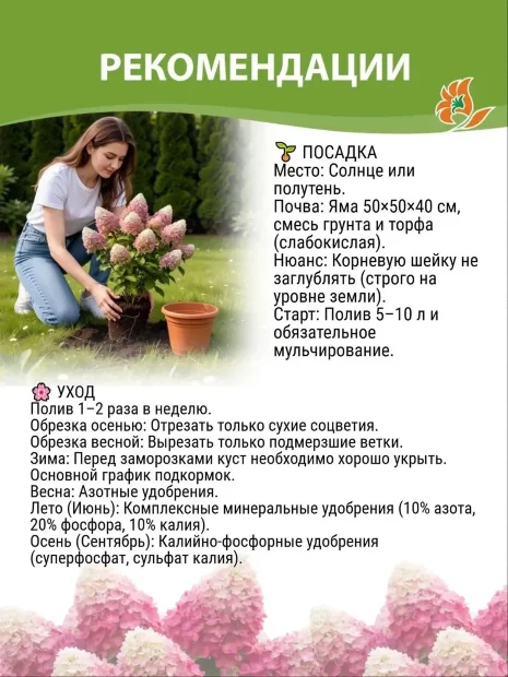 Гортензия Сандей Фрайз (метельчатая) саженцы 